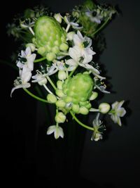 Close-up of plant against black background