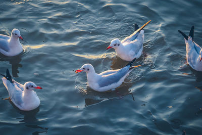 High angle view of seagulls in lake