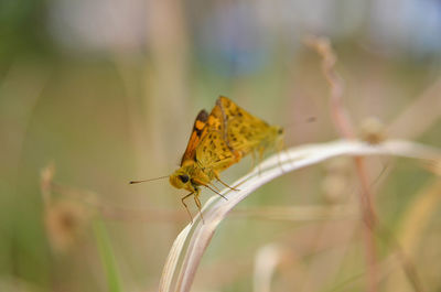 Close-up of butterfly on plant