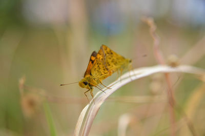 Close-up of butterflies mating on plant