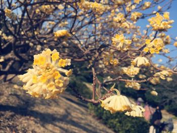 Close-up of yellow flowers blooming outdoors