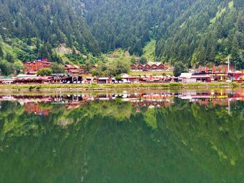 Scenic view of lake by trees and plants