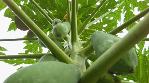Low angle view of fruits on tree