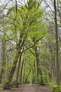 Road amidst trees in forest