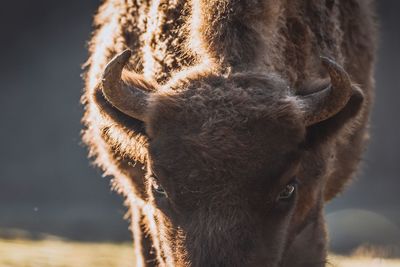 Close-up of a horse