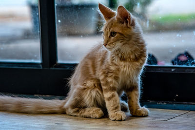 Close-up of a cat looking through window