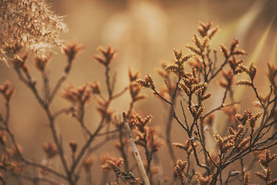 Early days of spring