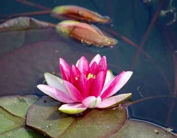 Close-up of pink lotus water lily in pond