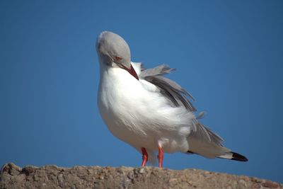 Low angle view of seagull against clear sky