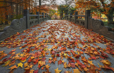 Autumn leaves on railing in park