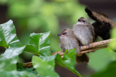 Close-up of a bird