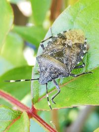 Close-up of butterfly on leaf