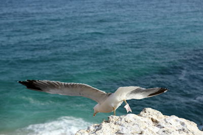 High angle view of seagull taking off from cliff against sea