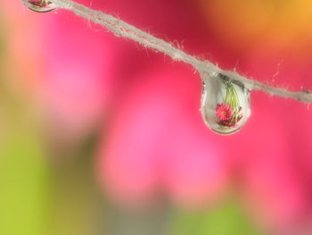 Close-up of water drops on flower bud