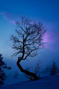 Silhouette bare tree against blue sky