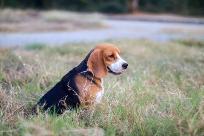 Dog looking away on field