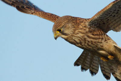 Low angle view of kestrel flying against clear sky