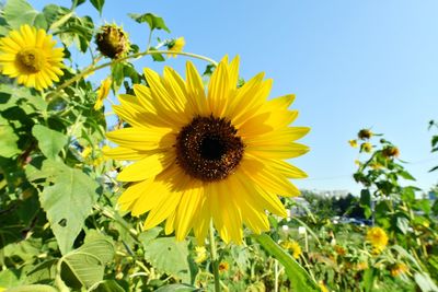 Close-up of yellow flowering plant against sky