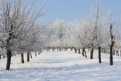 Trees on snow covered landscape