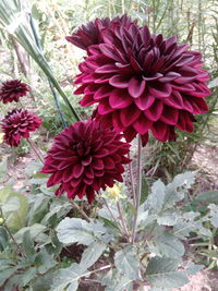 Close-up of red flowers blooming outdoors