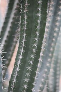 Full frame shot of cactus