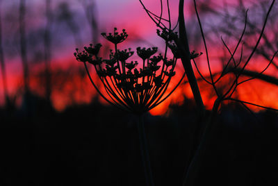 Close-up of silhouette plants against orange sky