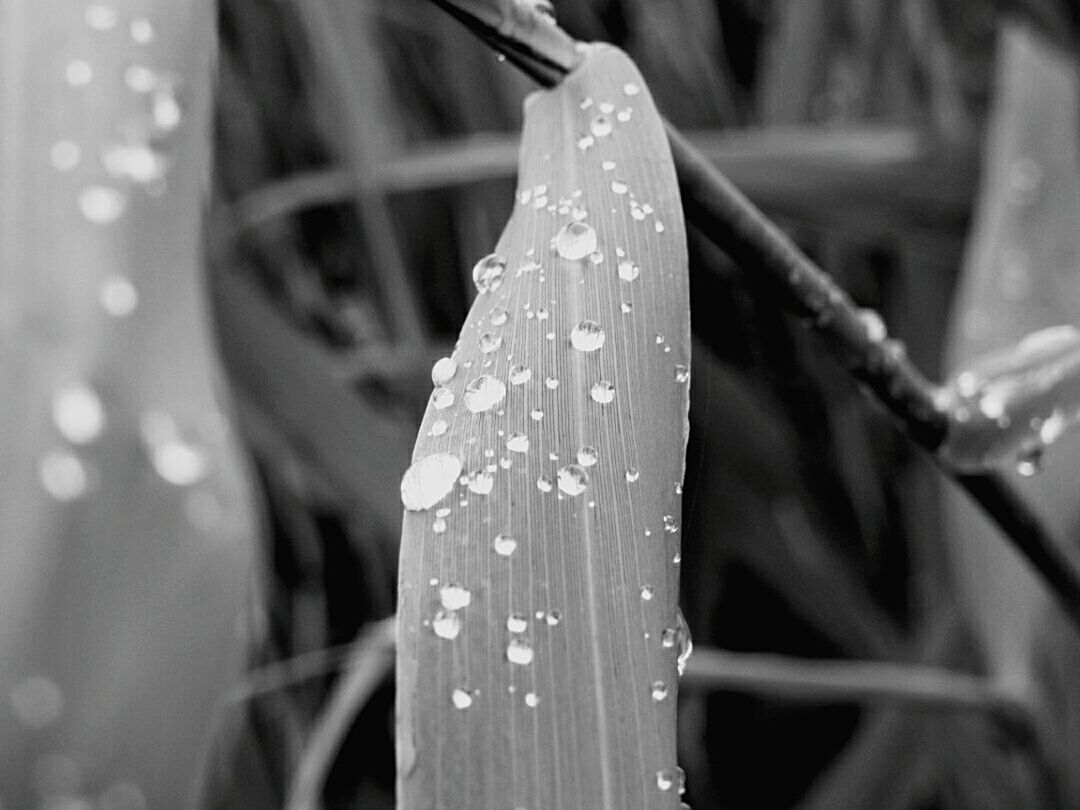 CLOSE-UP OF WATER DROPS ON PLANT