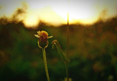 Close-up of flower against sky