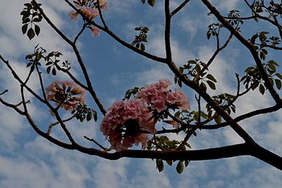 Low angle view of pink flower tree against sky