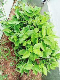 High angle view of potted plant