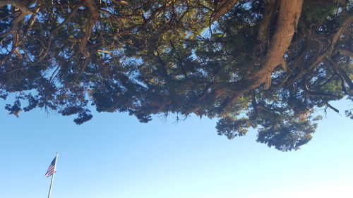 Low angle view of tree against sky