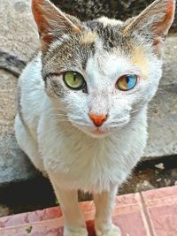 Close-up portrait of cat