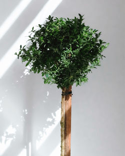 Low angle view of tree