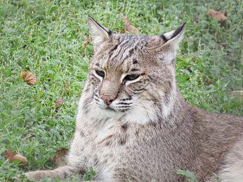 Close-up of a cat sitting on field