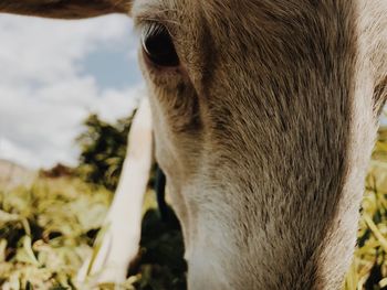 Close-up of cow grazing on field