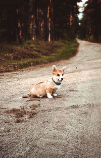 Portrait of a dog on the road