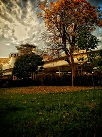 Trees on grassy field against cloudy sky