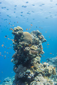 Close-up of fish swimming in sea