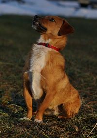 Dog looking away while sitting on field