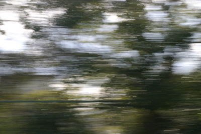 Reflection of trees on lake