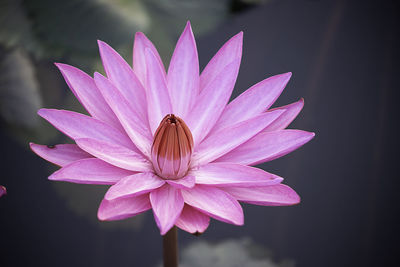 Close-up of insect pollinating flower