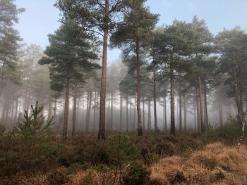 Pine trees in forest against sky