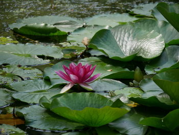 Close-up of lotus water lily in pond