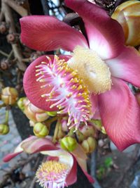 Close-up of pink flowers