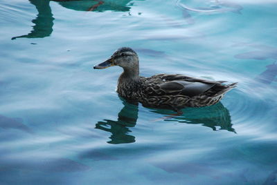 High angle view of mallard duck swimming in lake