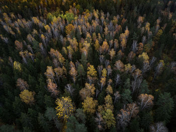 Close-up of plants against trees