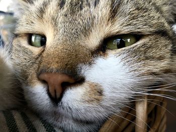 Close-up portrait of cat