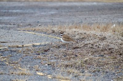 Killdeer early spring 