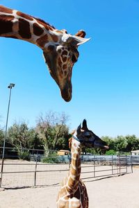 Low angle view of giraffe standing against clear sky