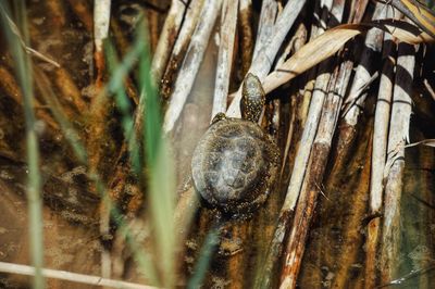 High angle view of turtle on sticks